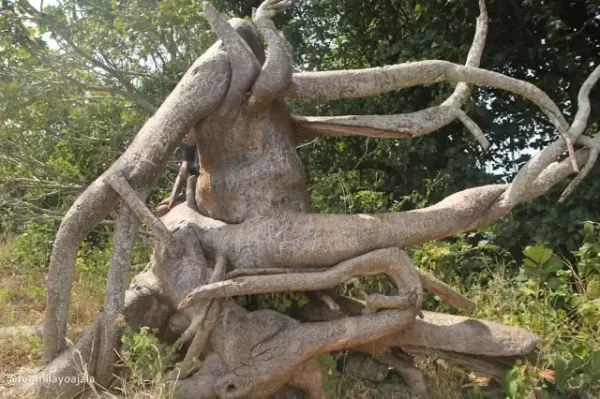 The Elephant Tree: Nature's Artistry